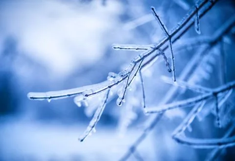 Frosty tree branch in winter 스톡 사진