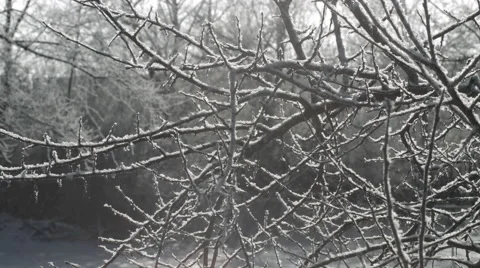 Frosty tree branches and sparkling snow flakes 4K Stock Footage 45916237