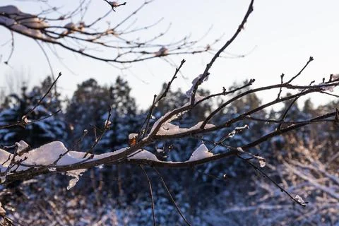 Frosty tree branches with snow under bright winter sky Foto stock