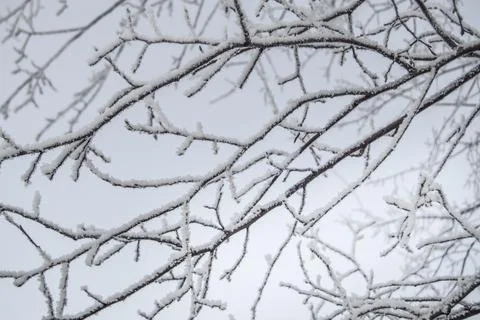 Frosty tree branches with snow in winter form a beautiful pattern against the Stock Photos
