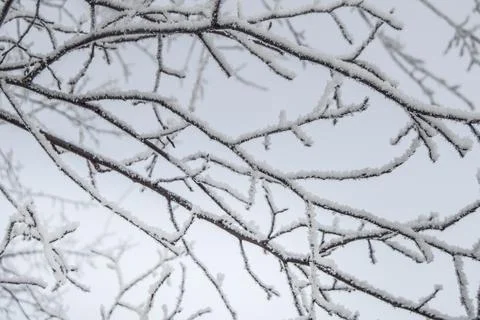 Frosty tree branches with snow in winter form a beautiful pattern against the 스톡 사진