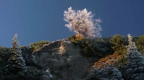 Frosty Tree Stock Footage 21778583