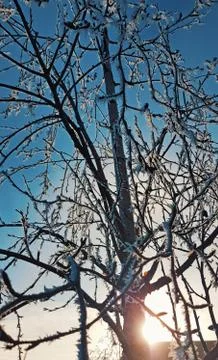 Frosty tree Foto stock