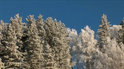 Frosty trees Stock Footage 10814366