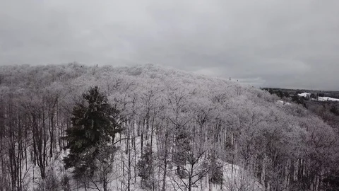 Frosty trees Stock Footage 100135889
