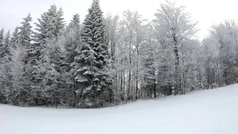 FROSTY TREES Stock Footage 299703173