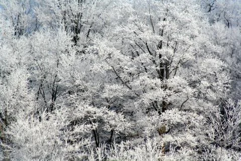 Frosty Trees Stock Photos