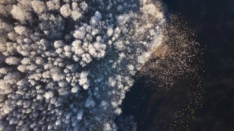 Frosty trees surround a still lake in Sweden captured from above during winter Stock Footage 323068292