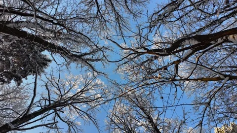 Frosty Trees Under Bright Sky. Serene Winter Woodland With Icy Branches Stock Footage 328521639