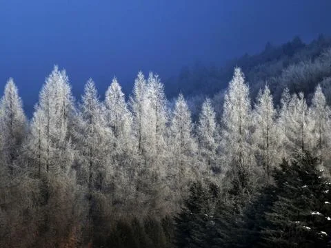 Frosty trees at winter Foto stock