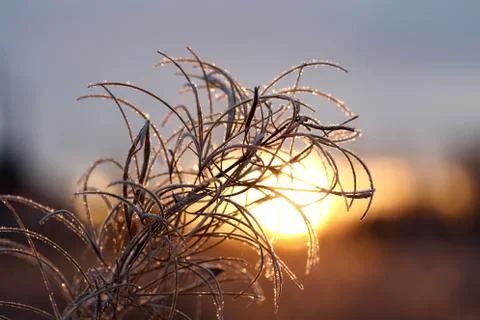 Frosty twig Foto stock