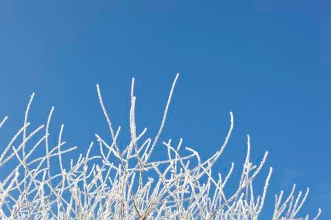 Frosty twigs Stock Photos
