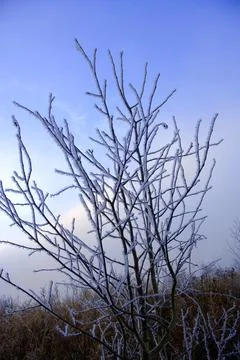 Frosty Twigs Stock Photos