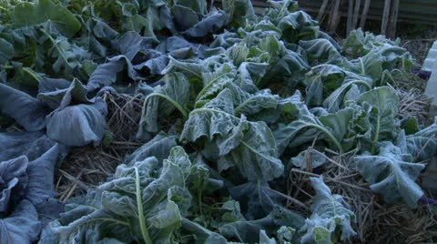 Frosty Vegetables Stock Footage 26007311