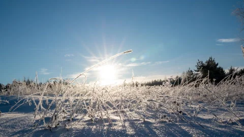 Frosty weather. Winter background. First frost at frozen field plants close-up Stock Footage 167050798