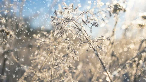 Frosty weather. Winter background. Soft snowfall in the winter snowy forest Stock Footage 154710132