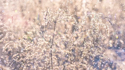 Frosty weather. Winter background. Soft snowfall in the winter forest. First Stock Footage 221712663