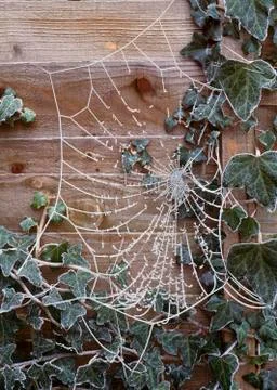Frosty web Stock Photos