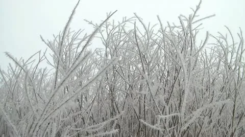 Frosty White Trees Swaying 動画素材 11082804