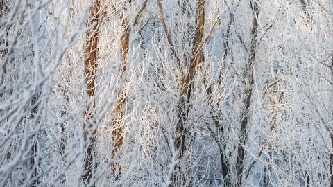 Frosty winter forest branches creating a beautiful natural background of wh.. Stock Photos