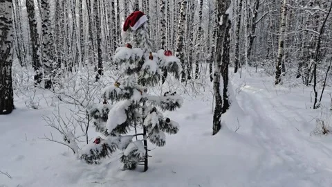 A frosty winter forest. A Christmas tree stands among white snowdrifts. Stock Footage 323165696