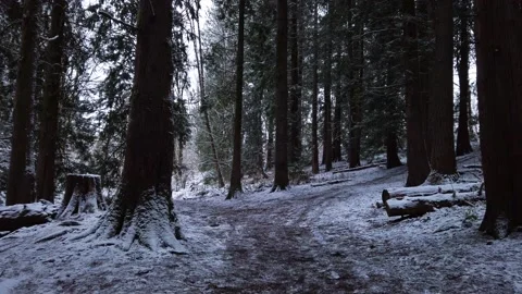 Frosty winter forest coated with snowfall in Oregon woods, Slowmo POV Walk Stock Footage 171914445
