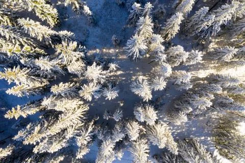 Frosty winter forest Foto stock