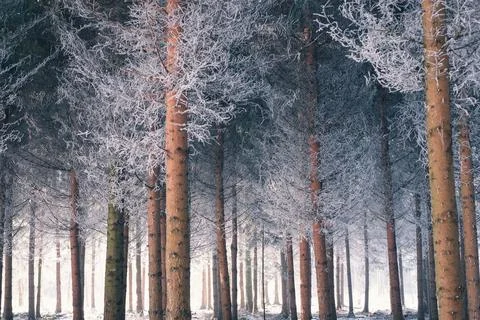 Frosty Winter Forest Stock Photos