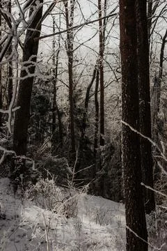 Frosty Winter Forest with Sunlight and Snow Covered Trees Stock Photos