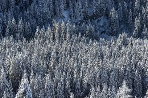 Frosty Winter landscape forest with snow on trees high viewing angle Stock Photos