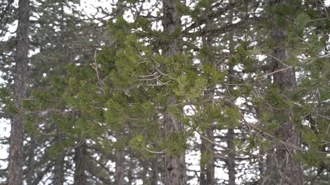 Frosty winter landscape in snowy forest. Snow falls in pine forest. Stock-Footage 125792811