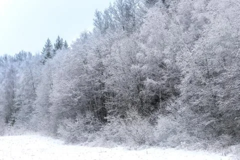 Frosty winter landscape in snowy forest before christmas Stock Photos