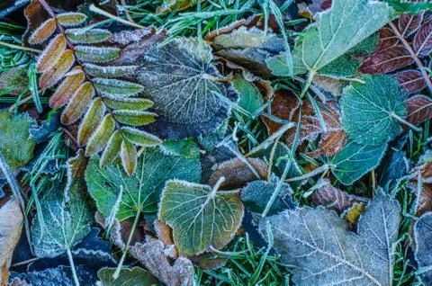 Frosty Winter Leaves Stock-Fotos