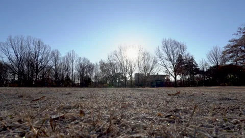 Frosty winter park Video stock 259618358