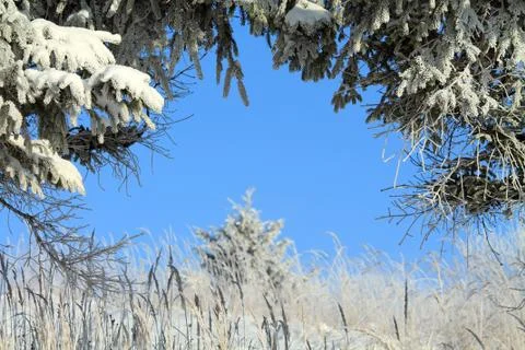 Frosty winter Stock Photos