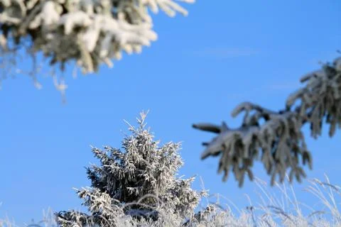 Frosty winter Stock Photos