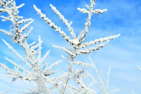 Frosty winter Stock Photos