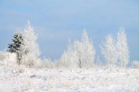 Frosty winter Stock Photos