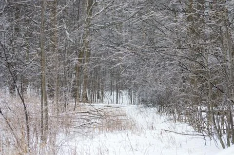 Frosty winter trail Stock Photos