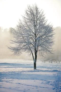 Frosty winter tree Stock Photos