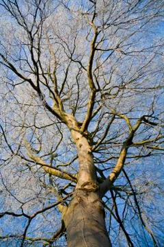 Frosty Winter tree Stock Photos