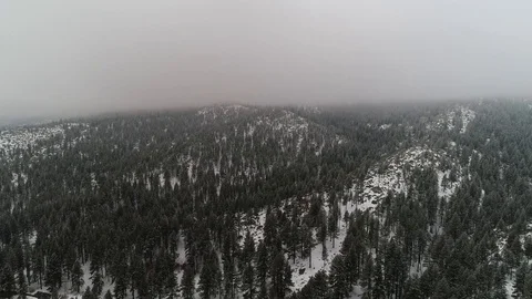 Frosty Winter Trees Stock Footage 101044882