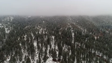Frosty Winter Trees Stock Footage 101045214