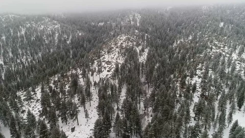 Frosty Winter Trees Inversion Layer Stock Footage 101041878