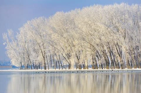 Frosty winter trees Stock Photos