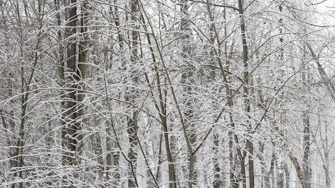 Frosty Winter Trees, texture, tree graphics Stock Photos