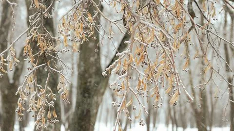 Frosty Winter Trees, texture, tree graphics Stock Photos