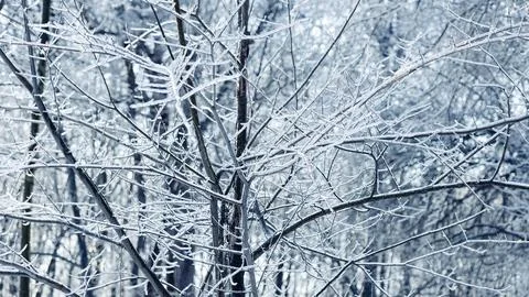 Frosty Winter Trees, texture, tree graphics Stock Photos
