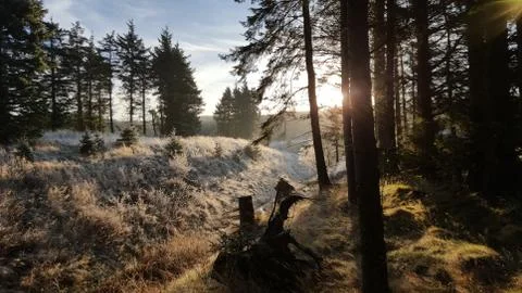 Frosty woodland with sunshine, Scotland Stock Photos