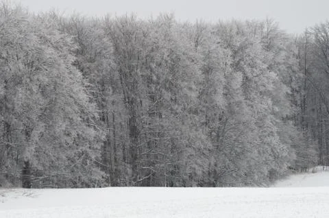 Frosty Woods Stock Photos